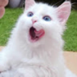 Meet your Posher, Cat's